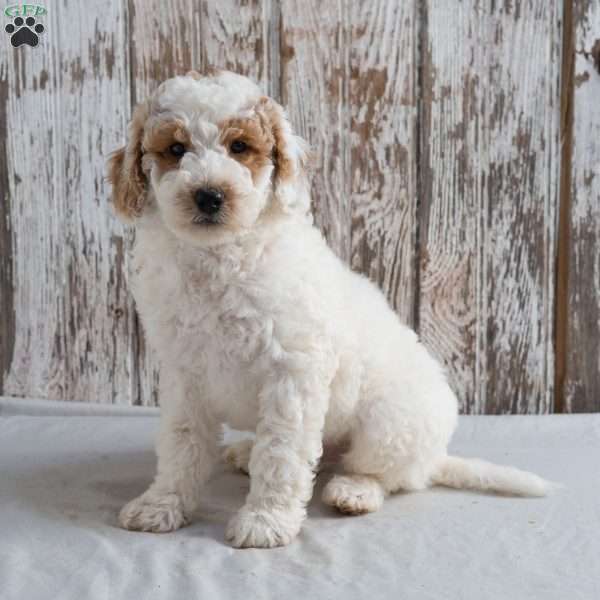 Mack, Mini Labradoodle Puppy